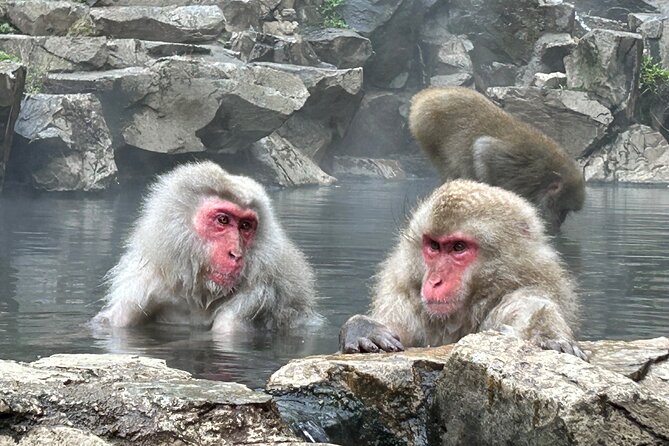 Full Day Snow Monkey Tour To-And-From Tokyo, up to 12 Guests - Reviews and Testimonials Insights
