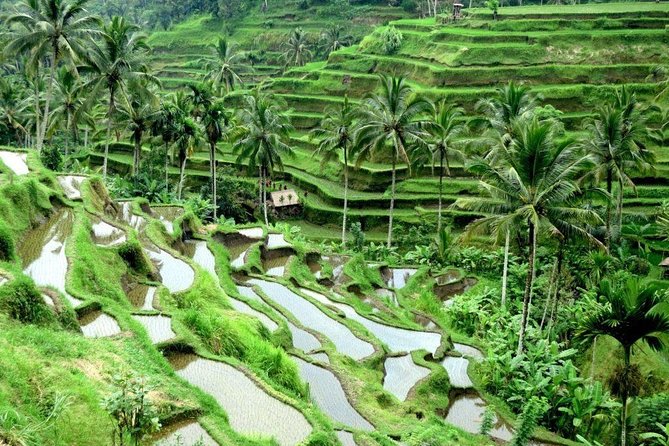 Full-Day Tour Ubud Best Things to Do in Ubud - Common questions