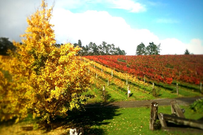 Full-Day Wine Tasting Tour in Auckland With 3-Course Vineyard Lunch - Cancellation Policy