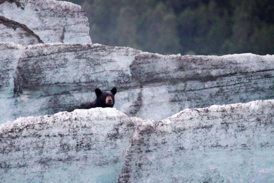 Girdwood: Bears, Trains, & Icebergs Tour - Sum Up