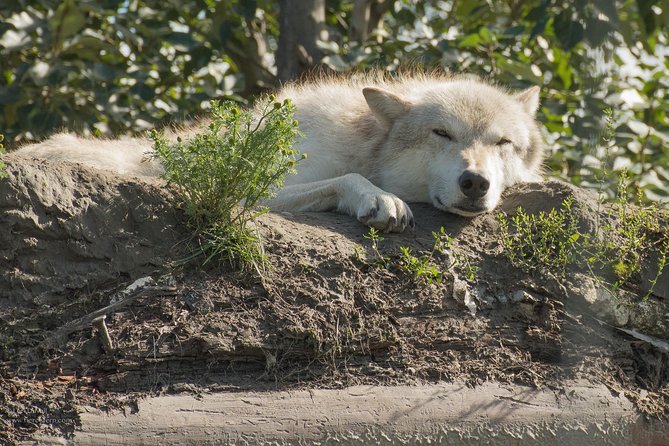 Glaciers and Wildlife: Super Scenic Day Tour From Anchorage - Alaskan Wilderness Exploration