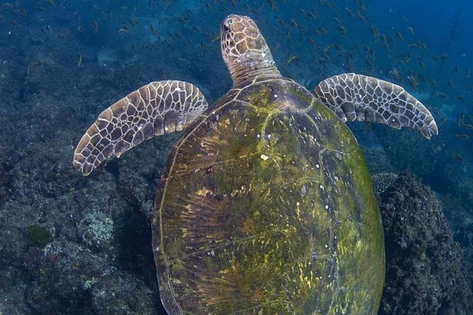 Gold Coast Try-Scuba Experience at Cook Island Aquatic Reserve - Directions