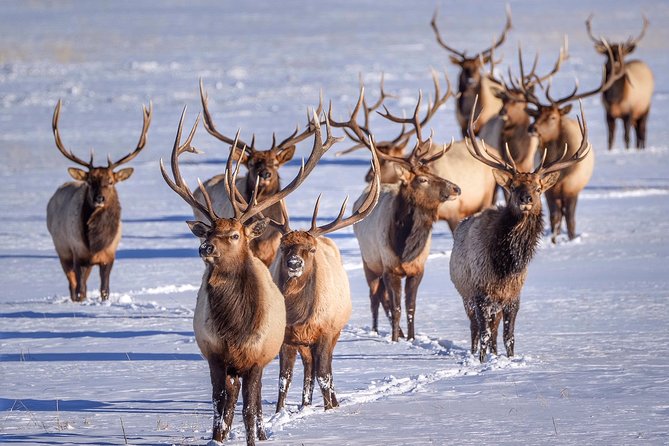 Grand Teton and National Elk Refuge Winter Wonderland Full Day Adventure - Sum Up