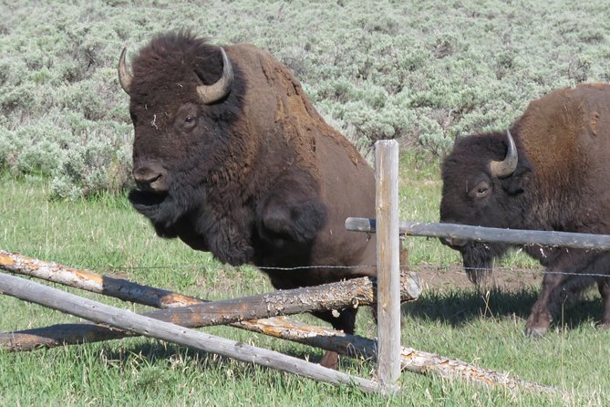 Grand Teton National Park - Sunrise Tour From Jackson Hole - Sum Up