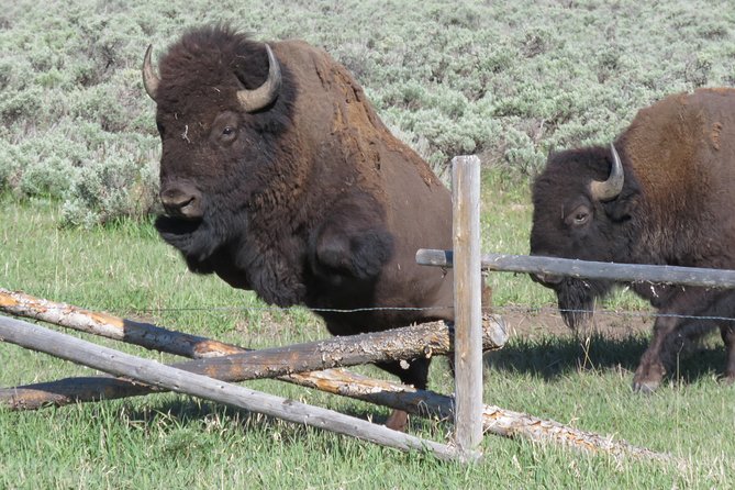 Grand Teton National Park - Sunset Guided Tour From Jackson Hole - Refund Policy