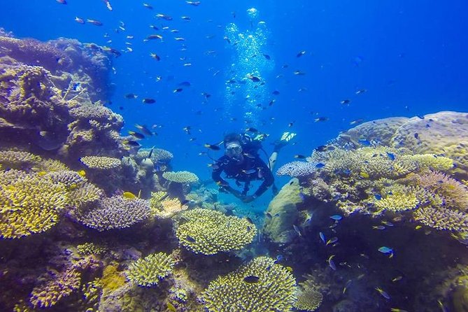 Great Barrier Reef Cruise From Townsville or Magnetic Island - Customer Reviews and Ratings