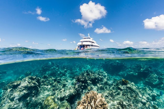 Great Barrier Reef Snorkeling and Diving Cruise From Cairns - Sum Up