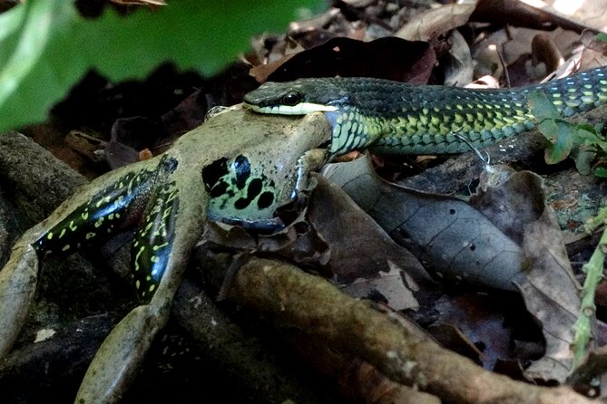 Guided Night Walk in Cape Tribulation - Directions