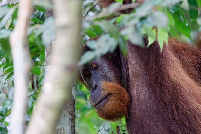 Gunung Leuser National Park Overnight Jungle Trekking  - Medan - Sum Up