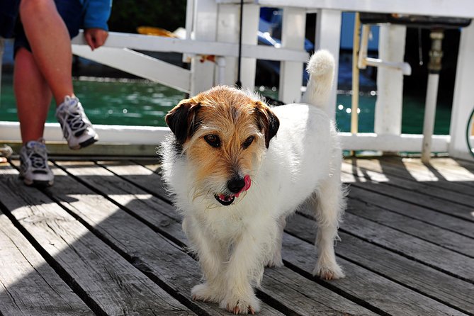 Half-Day Cruise in Marlborough Sounds From Picton - Onboard Experience