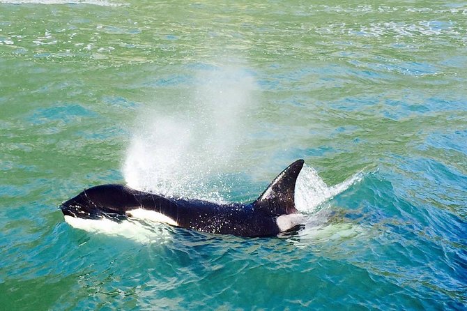 Half Day Dolphin & Wildlife Cruise - Tauranga - Sum Up