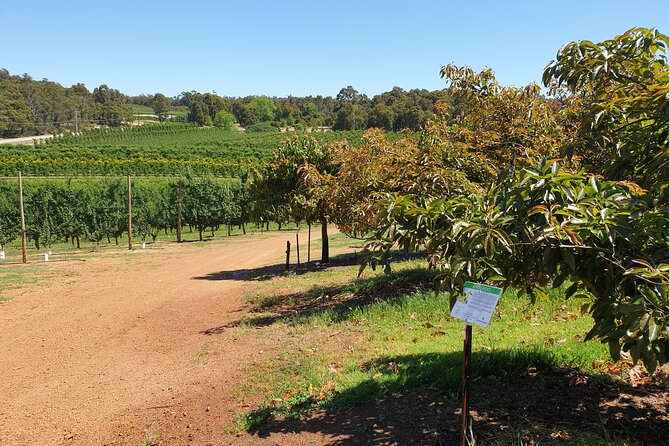 Half-Day Swan Valley Walk & Fruit Orchard - Common questions