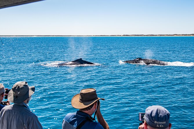 Half-Day Whale Watching Sunset Cruise From Broome - Cancellation Policy
