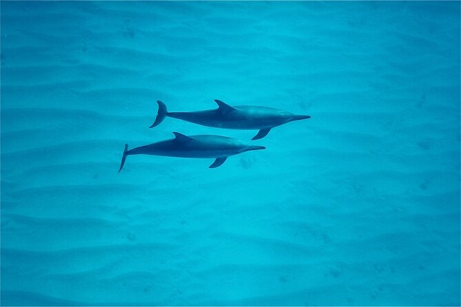 Hawaii: Oahu Dolphin and Sea Life Swimming and Snorkeling Trip  - Honolulu - Common questions