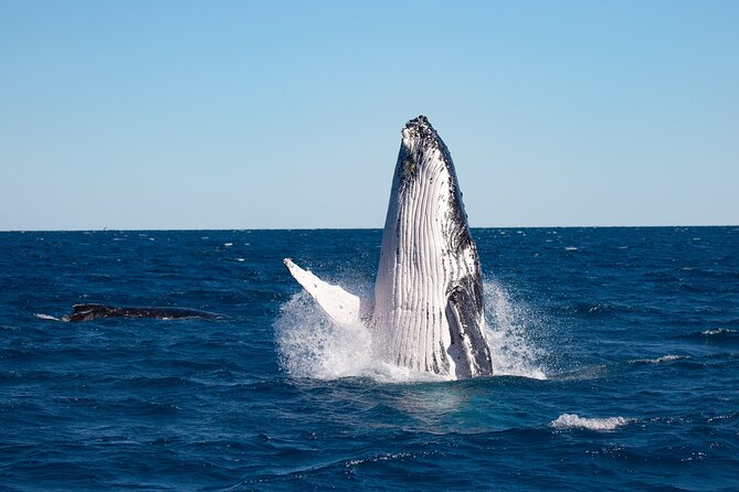 Hervey Bay Ultimate Whale Watching Cruise - Safety and Accessibility