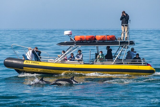 High Speed Zodiac Whale Watching Safari From Dana Point - Customer Satisfaction and Reviews