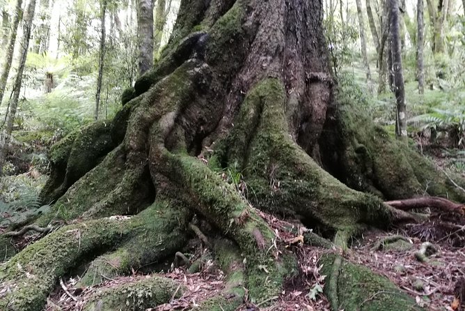 Hike New Zealands Finest Forest - Whirinaki Forest - Sum Up