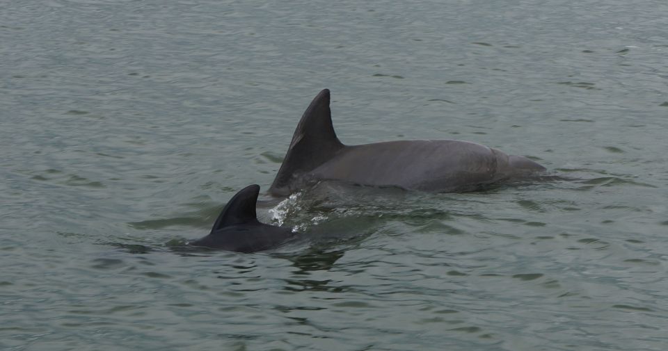 Hilton Head Island: Dolphin and Nature Tour - Directions for Booking