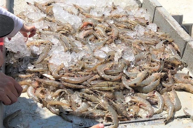 Hilton Head Shrimp Trawling Boat Cruise - Reviews and Feedback