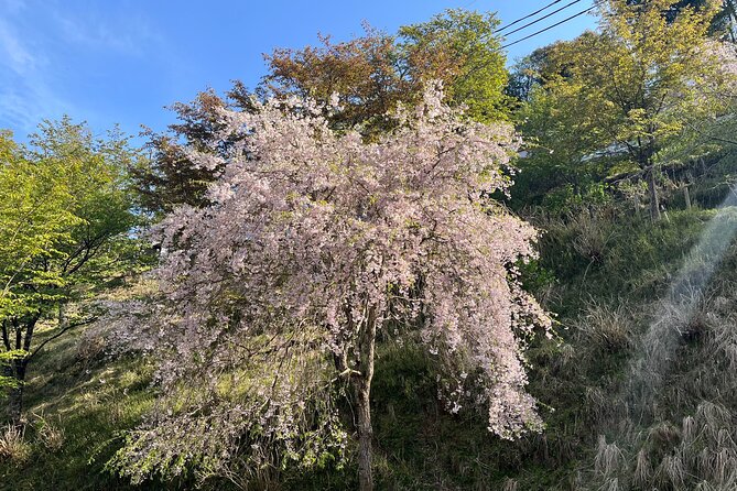 Historic and Natural Guided Hike in Yoshino - Sum Up