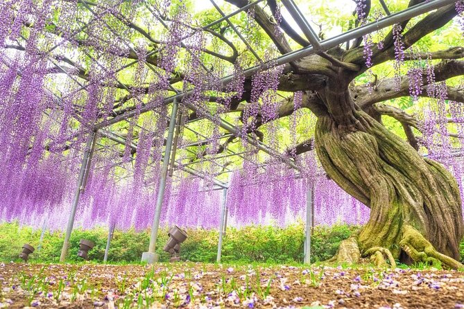 Hitachi National Seaside Parks Flowers & Ashikaga Flower Park - Key Points