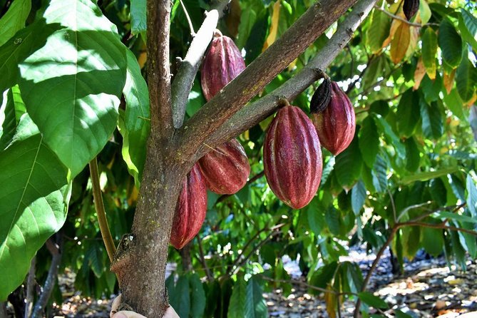 Holualoa Coffee and Chocolate Plantation 2-hour Guided Tour  - Big Island of Hawaii - Location and Directions