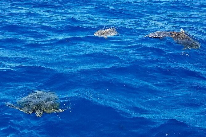 Honolulu Maunalua Bay Snorkel Tour  - Oahu - Tour Logistics