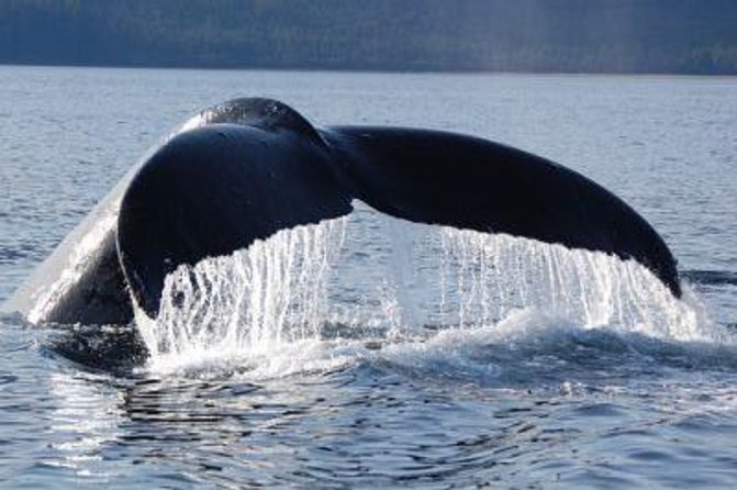 Hoonah Whale-Watching Cruise - Customer Reviews