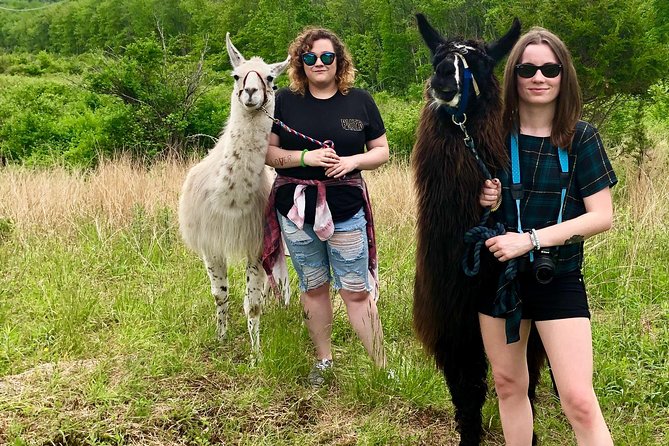 Hyde Park NY, Llama/ Alpaca Hike and Farm Tour  - The Catskills - Accessibility Information