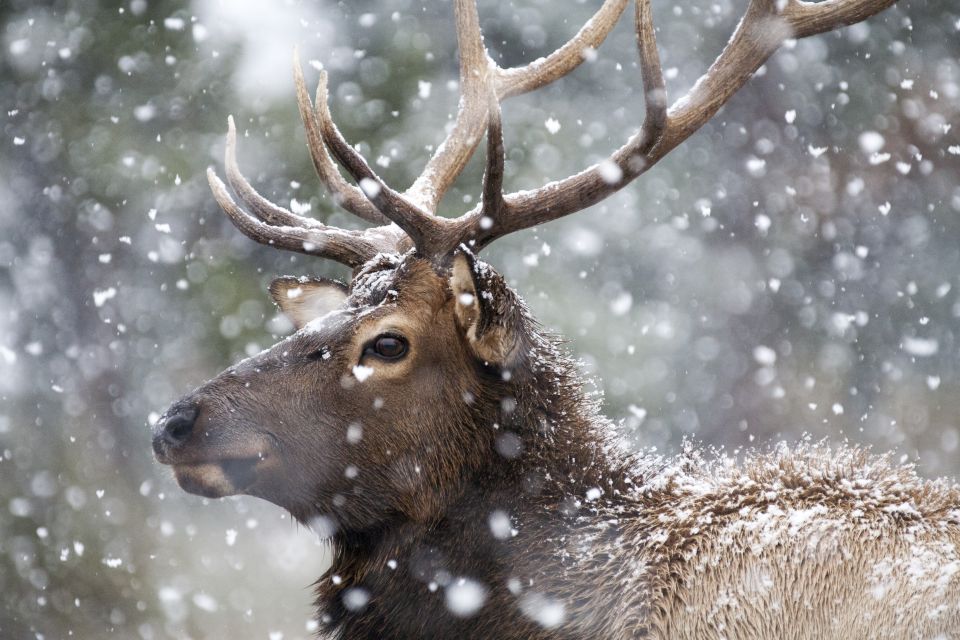 Jackson: 4-Day Grand Teton & Yellowstone Winter Tour - Directions