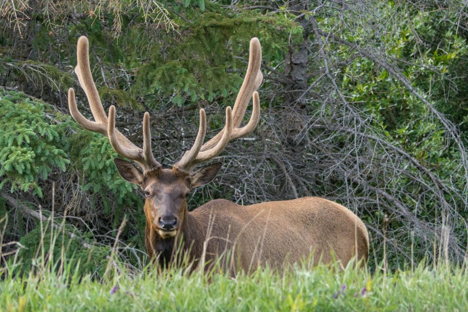 Jasper: Wildlife and Waterfalls Tour With Maligne Cruise - Pickup Information