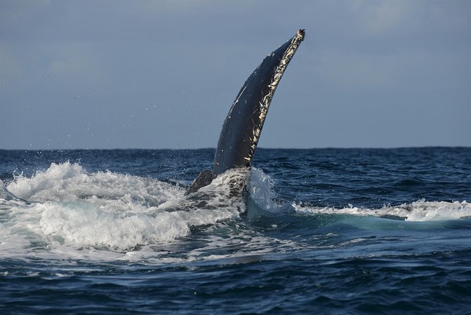 Jervis Bay Whale Watching Tour - Tour Inclusions