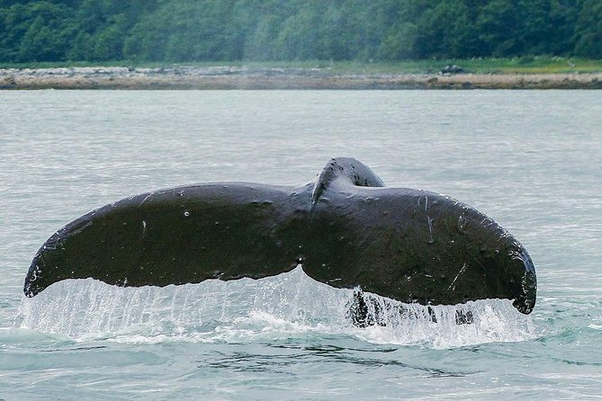 Juneau Whale Watching Adventure - Customer Satisfaction