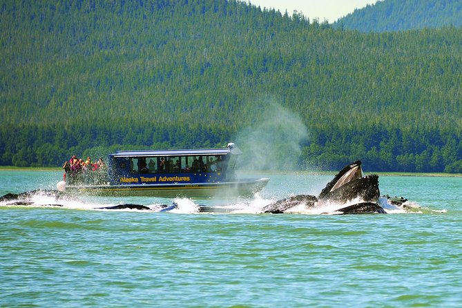 Juneau Whale Watching and Salmon Bake - Highlights