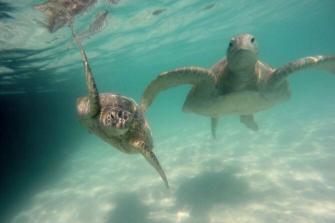 Kaneohe Sandbar Snorkeling Tour, 2nd Tour - Common questions