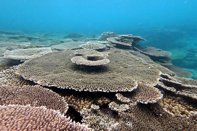 Kayak & Snorkel: Private Tour in Yanbaru, North Okinawa - Common questions