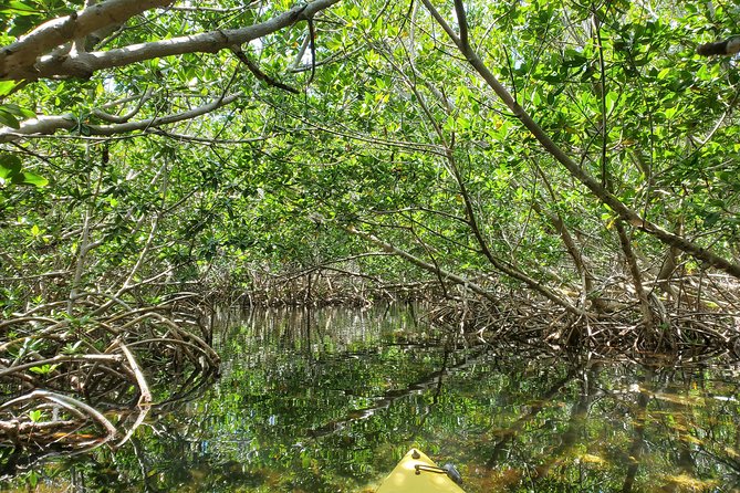 Kayak Tour of Mangrove Maze From Key West - Reviews and Cancellation Policy