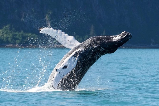 Kenai Fjords and Resurrection Bay Half-Day Wildlife Cruise - Additional Information
