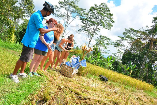 Kintamani Guided Bike Tour With Lunch, Tegalalang, and Batur  - Ubud - Sum Up