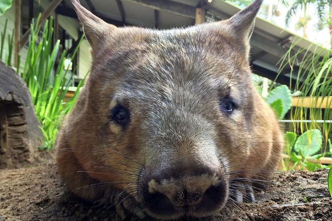 Kuranda Rainforestation Nature Park Ticket (BNP) - Visitor Reviews and Recommendations