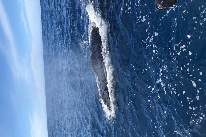 Lahaina Small-Vessel Whale-Watching Experience  - Maui - Customer Feedback