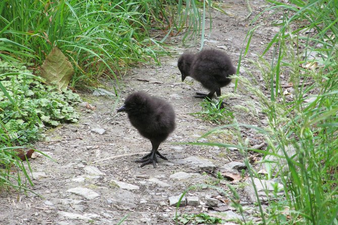 Lake Cruise & Mou Waho Island Nature Walk - Sum Up