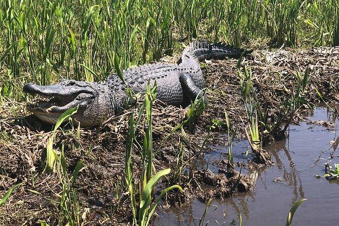 Large Airboat Ride With Transportation From New Orleans - Key Points