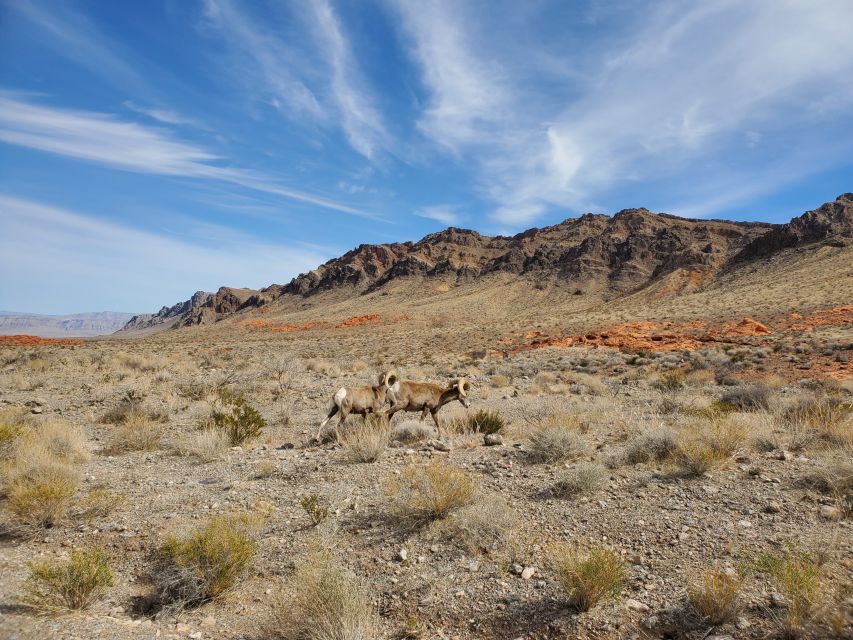 Las Vegas: Hoover Dam & Valley of Fire Day Trip With Brunch - Brunch at Bighorn Café