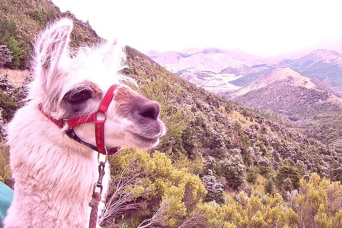 Llama Trek (Taster) - Kowhai River Valley and Native Woodland Tour - Sustainable Tourism Practices