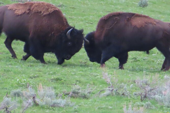 Lower Loop Van Tour From West Yellowstone: Grand Prismatic and Old Faithful - Wildlife and Scenic Spotting