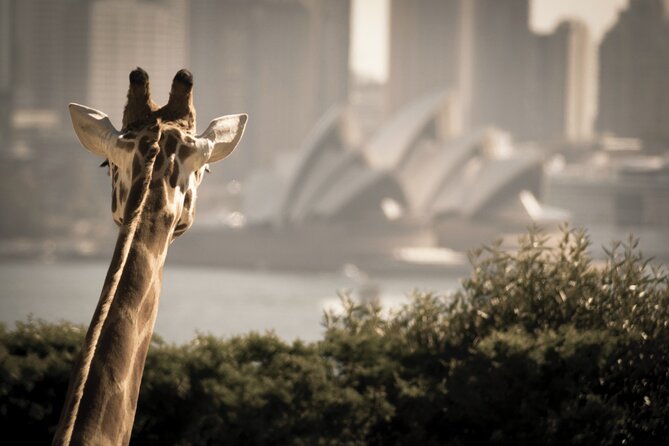 Luxury Boat and Car Tour Around Sydney - Terms & Conditions Information