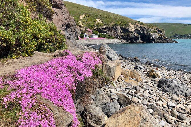 Lyttelton Shore Excursion - Guided Walking Tour and Picnic - Traveler Photos