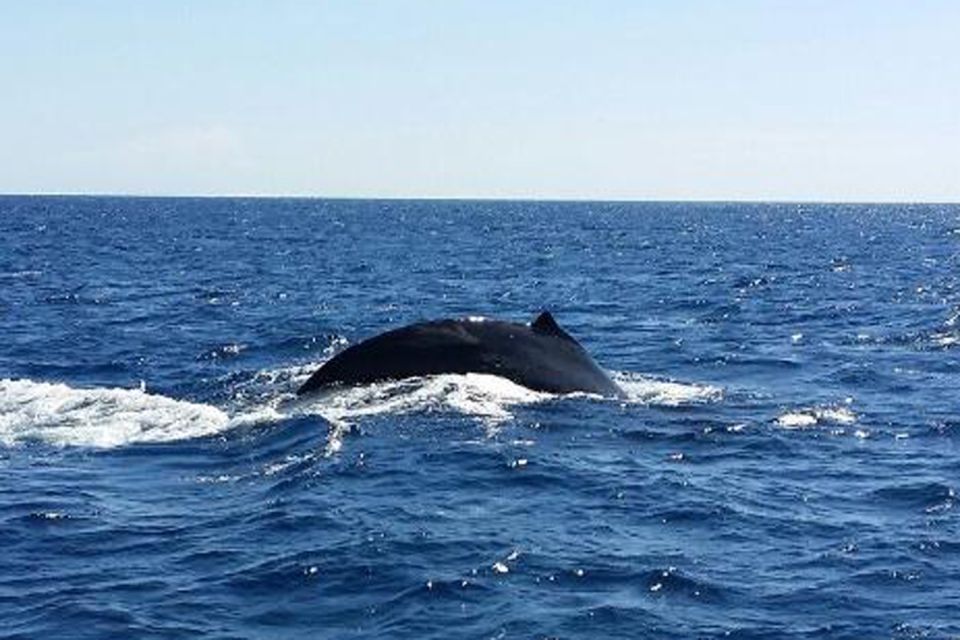 Maalaea: Small Group 2-Hour Whale Watch Experience - Educational Whale Encounter