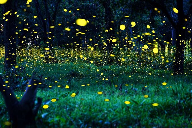 Magical Fireflies Tour - Travel Group Limitations